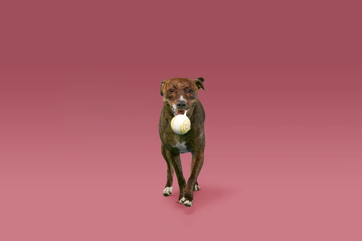 Molly the Long-Lasting Lolly