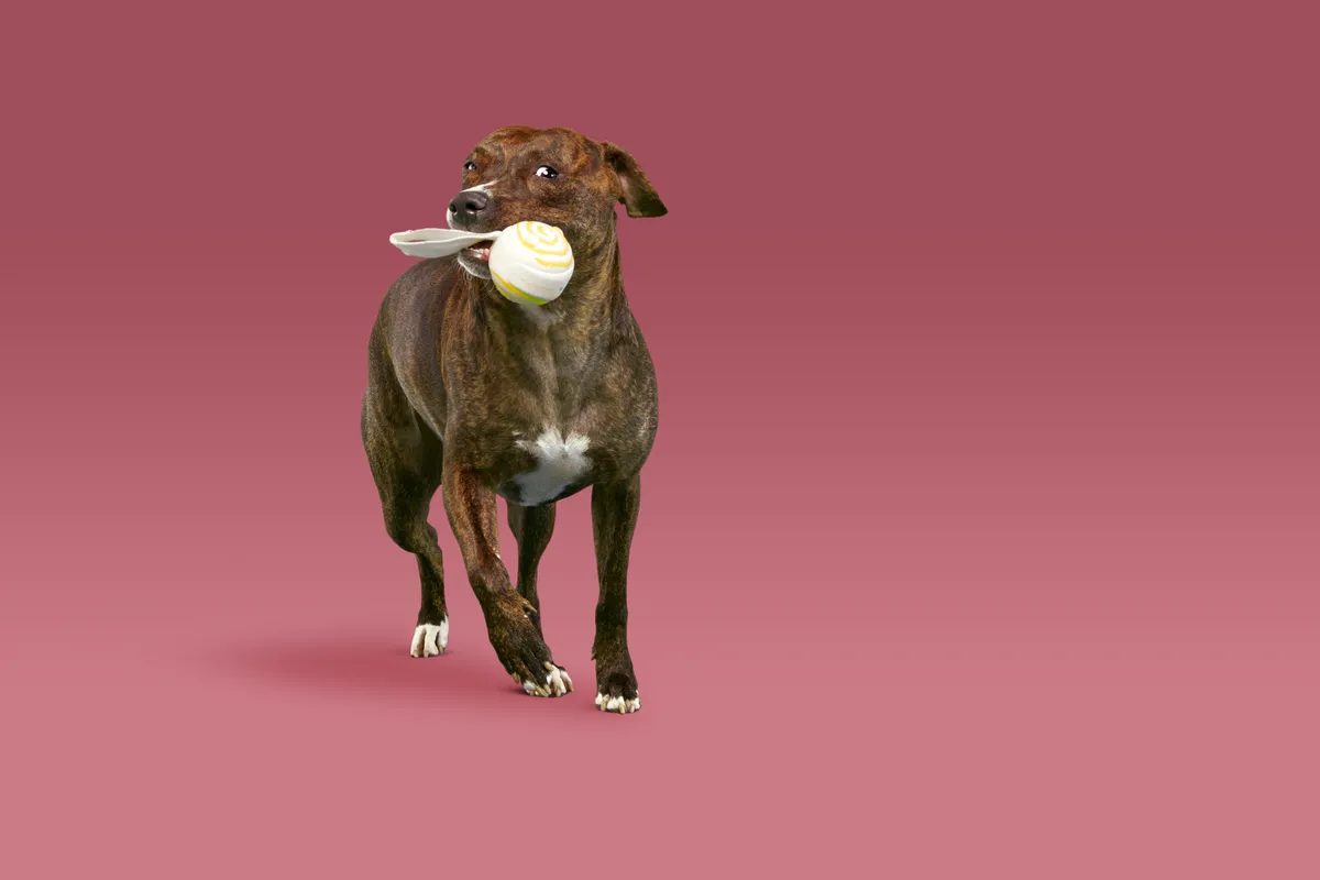 Molly the Long-Lasting Lolly